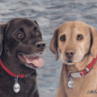 Labrador retrievers