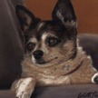 Mexican Chihuahua