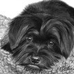 Maltipoo