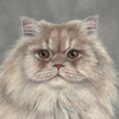Persian kitty