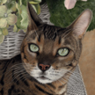 Bengal Cat