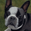 boston Terrier