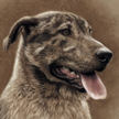 Sherpherd mix dog