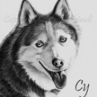 Siberian Husky Drawing