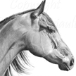 American Quarter Horse