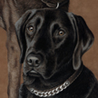 Black Labrador