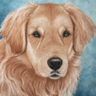 Golden Retriever painting