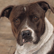 Pit bull dog
