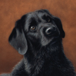 Labradoodle