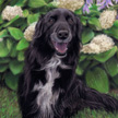 Dalmatian Retriever mix dog painting portrait