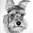 Miniature Schnauzer Pet Portrait