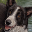 Border Collie pet portrait painting in pastel