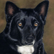 Akita labrador mix