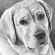 Yellow Labrador retriever dog