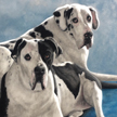 Great Danes