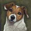 Jack Russell