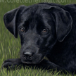 black labrador puppy