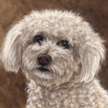 Bichon Frise