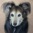 Collie mix