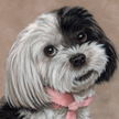 Shih Tzuh
