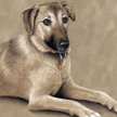 Lab shepherd mix
