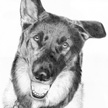 Shepherd Mix Pet Portrait