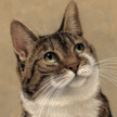 Manx Cat