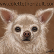 long haired chihuahua