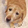 Yellow Labrador