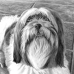 Shih Tzu Pet Portrait