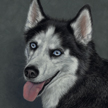 Husky