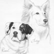 Rottweiler Collie Mix Pet Portrait