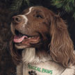 Therapy dog Portrait