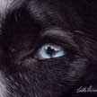 husky eye reflection portrait pastel painting