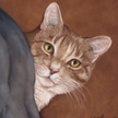 tabby cat