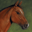 horse portrait