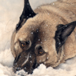 Akita mix