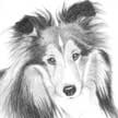 Shetland Sheep Dog Pet Portrait