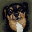 Miniature pinscher mix
