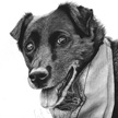 Black Labrador dog drawing in pencil