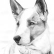 Border Collie Mix Pet Portrait