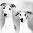 Whippet/Greyhound Pet Portrait