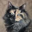 Tortoiseshell Cat