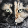 Tortie Cat