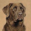 chocolate Lab