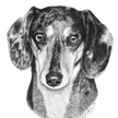 dachshund