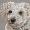 Bichon Frise