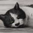 resting cat drawing