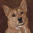 corgi mix
