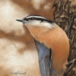 male nuthatch painting in pastel